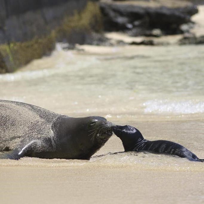 Hawaii residents fined $20K after Hawaiian monk seal pup mauled by unleashed dogs